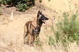 MALINOIS 207